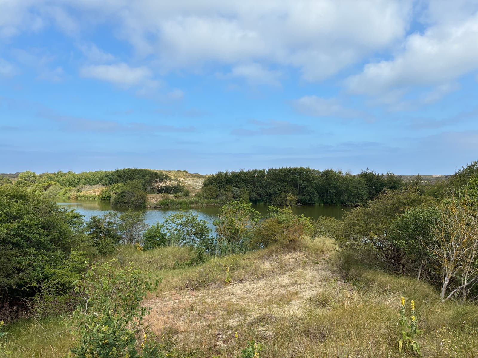A quiet dune pond surrounded by reeds and dune grass near The Hague